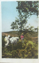 Carica l'immagine nel visualizzatore di Gallery, CARTOLINA ILLUSTRATA PASTORELLO 1916 CC03