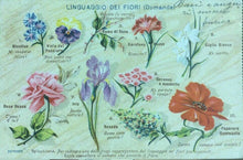 Carica l'immagine nel visualizzatore di Gallery, CARTOLINA LINGUAGGIO DEI FIORI 1902 CC04