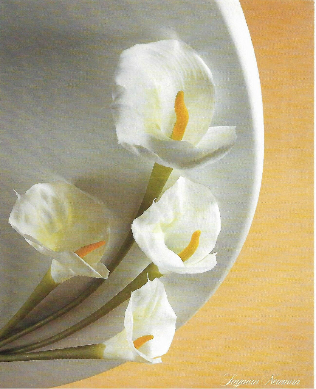 STAMPA LAYMAN NEWMAN  ORIGINALE ANNI 80 CM.24X30 CA.