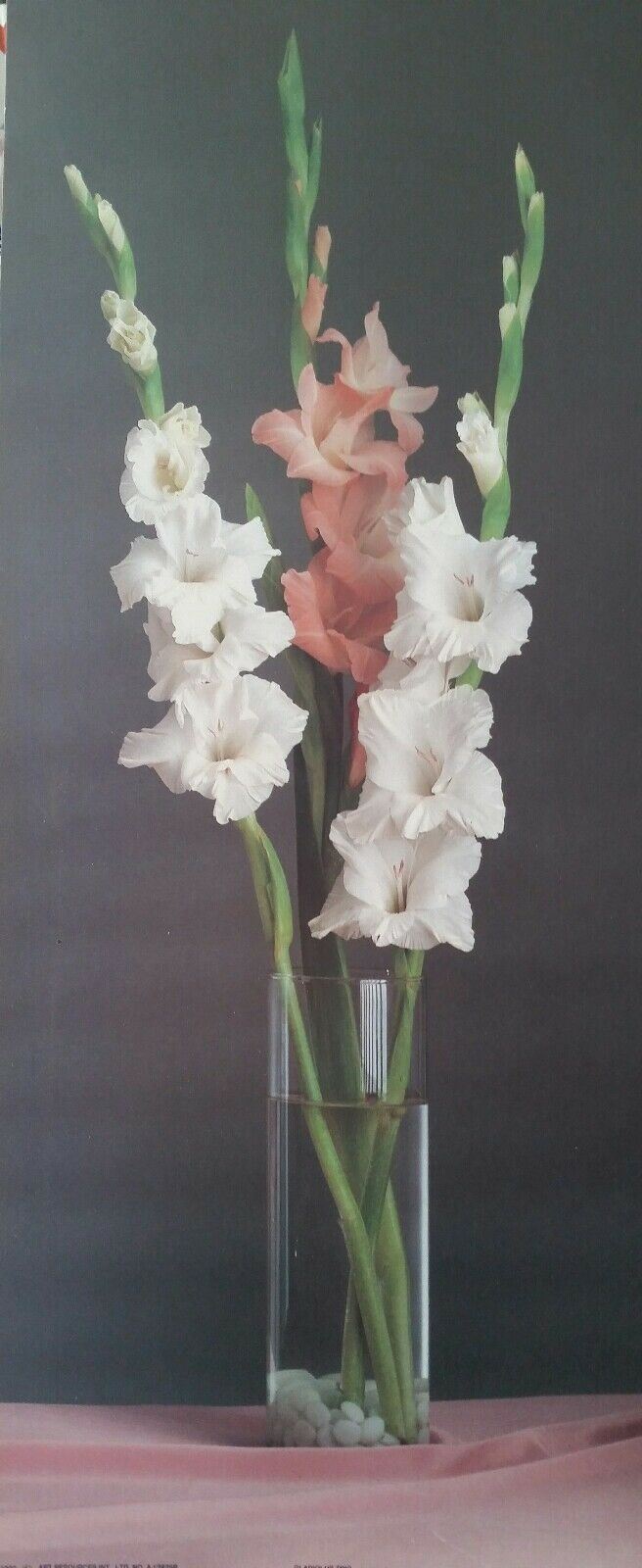 STAMPA LITOGRAFICA   CM.20x50