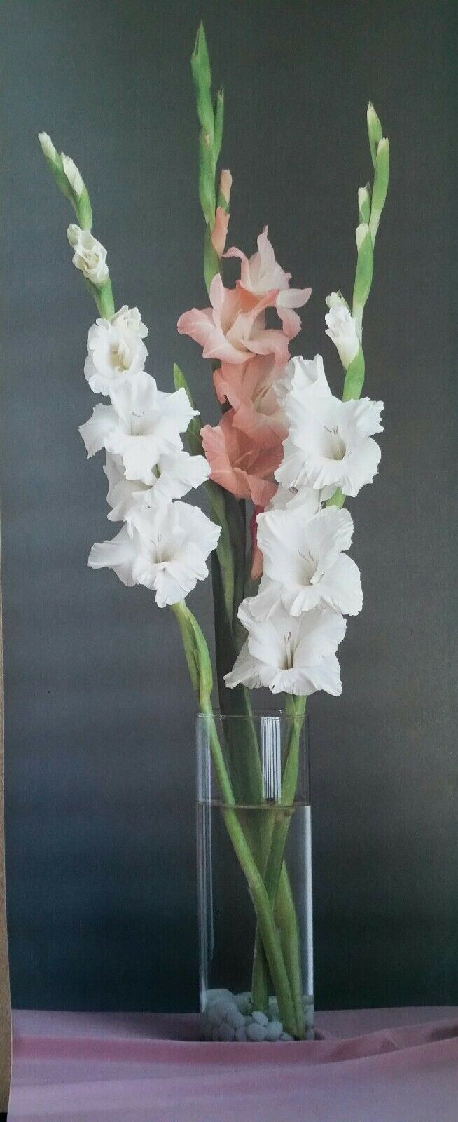 STAMPA LITOGRAFICA   CM.20x50