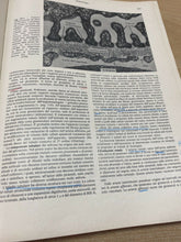 Carica l&#39;immagine nel visualizzatore di Gallery, ANATOMIA PATOLOGICA SISTEMATICA VOL. II - G. LANZA Y17
